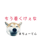 柴犬はるの岡山弁（個別スタンプ：2）