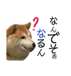 柴犬はるの岡山弁（個別スタンプ：3）