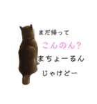 柴犬はるの岡山弁（個別スタンプ：4）