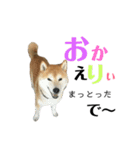 柴犬はるの岡山弁（個別スタンプ：9）
