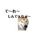 柴犬はるの岡山弁（個別スタンプ：11）