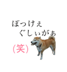 柴犬はるの岡山弁（個別スタンプ：12）