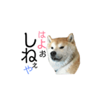柴犬はるの岡山弁（個別スタンプ：13）