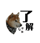 柴犬はるの岡山弁（個別スタンプ：17）