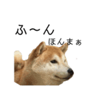 柴犬はるの岡山弁（個別スタンプ：18）