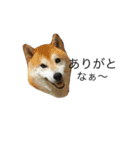 柴犬はるの岡山弁（個別スタンプ：21）