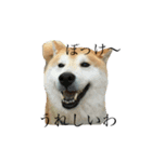 柴犬はるの岡山弁（個別スタンプ：22）