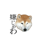 柴犬はるの岡山弁（個別スタンプ：23）
