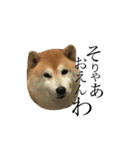 柴犬はるの岡山弁（個別スタンプ：24）