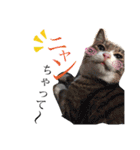佐藤家のイヌネコたち。（個別スタンプ：1）