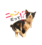 佐藤家のイヌネコたち。（個別スタンプ：2）