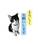 佐藤家のイヌネコたち。（個別スタンプ：3）