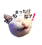 佐藤家のイヌネコたち。（個別スタンプ：8）