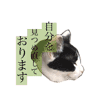 佐藤家のイヌネコたち。（個別スタンプ：9）