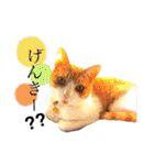 佐藤家のイヌネコたち。（個別スタンプ：19）