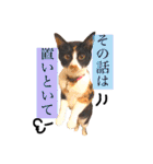 佐藤家のイヌネコたち。（個別スタンプ：22）
