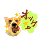 佐藤家のイヌネコたち。（個別スタンプ：23）
