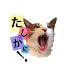 佐藤家のイヌネコたち。（個別スタンプ：26）