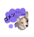 佐藤家のイヌネコたち。（個別スタンプ：28）