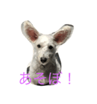わんこの感情（個別スタンプ：6）