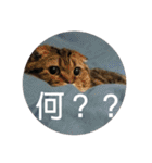 ぼんちゃんスタンプ（個別スタンプ：2）