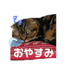 ぼんちゃんスタンプ（個別スタンプ：7）