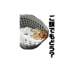 ぼんちゃんスタンプ（個別スタンプ：24）