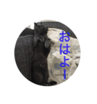 マゾッタのネコ（個別スタンプ：3）
