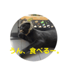 マゾッタのネコ（個別スタンプ：6）