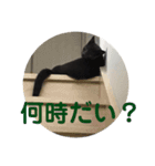 マゾッタのネコ（個別スタンプ：11）