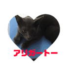 マゾッタのネコ（個別スタンプ：13）