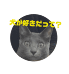 マゾッタのネコ（個別スタンプ：15）