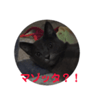 マゾッタのネコ（個別スタンプ：16）