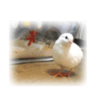我が家のヒメウズラ（個別スタンプ：2）