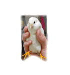 我が家のヒメウズラ（個別スタンプ：4）