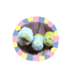 我が家のヒメウズラ（個別スタンプ：5）