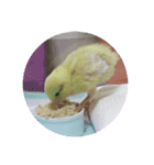 我が家のヒメウズラ（個別スタンプ：7）