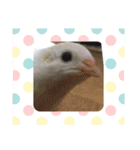 我が家のヒメウズラ（個別スタンプ：10）