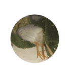 我が家のヒメウズラ（個別スタンプ：11）