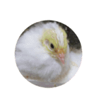 我が家のヒメウズラ（個別スタンプ：12）