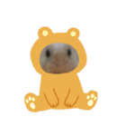 我が家のヒメウズラ（個別スタンプ：13）