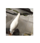 我が家のヒメウズラ（個別スタンプ：16）