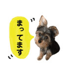 ヨーキーのLucky①（個別スタンプ：17）