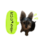 ヨーキーのLucky①（個別スタンプ：21）