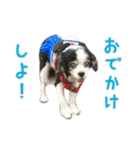 キャバリアのマロ（個別スタンプ：2）