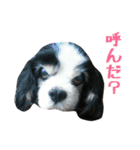キャバリアのマロ（個別スタンプ：4）