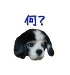 キャバリアのマロ（個別スタンプ：5）