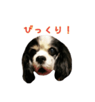 キャバリアのマロ（個別スタンプ：6）