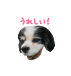 キャバリアのマロ（個別スタンプ：10）