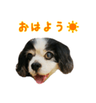 キャバリアのマロ（個別スタンプ：12）